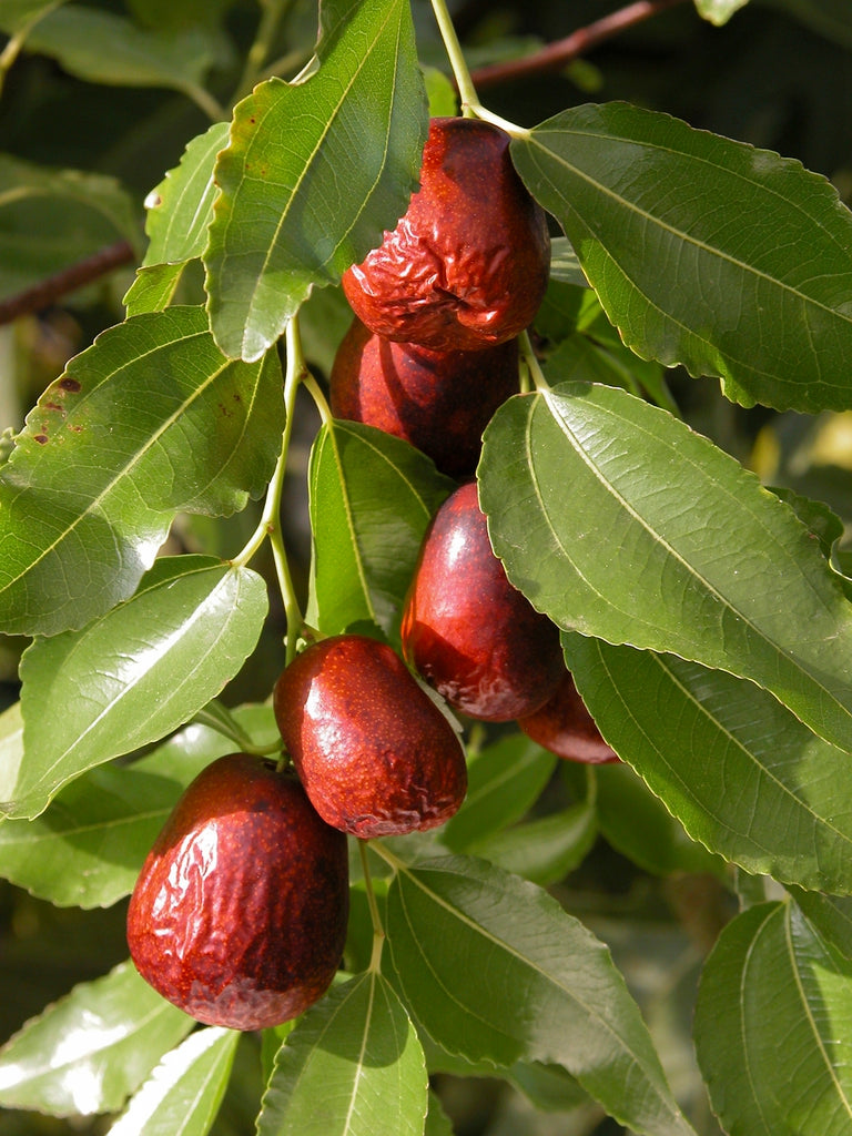 Ayurvedic Powder