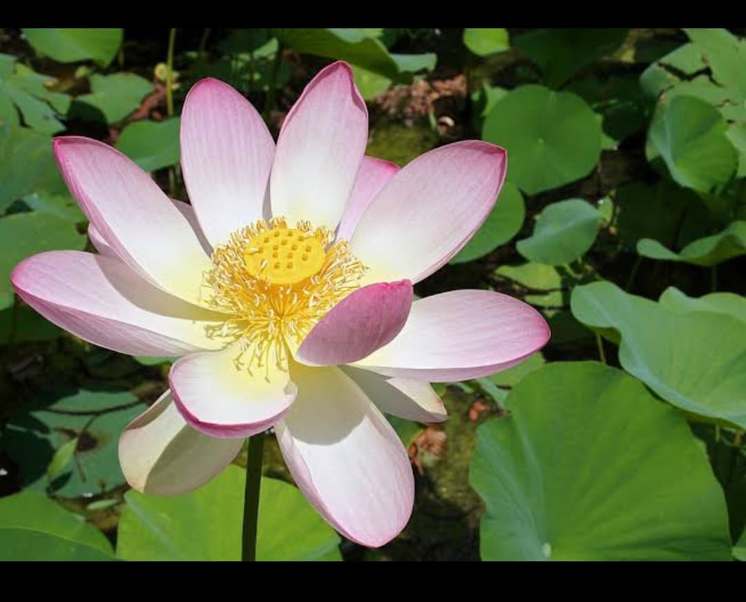 Sacred Lotus Powder - Organic - Nelumbo nucifera Love