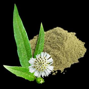 Bhringraj Powder - Eclipta alba