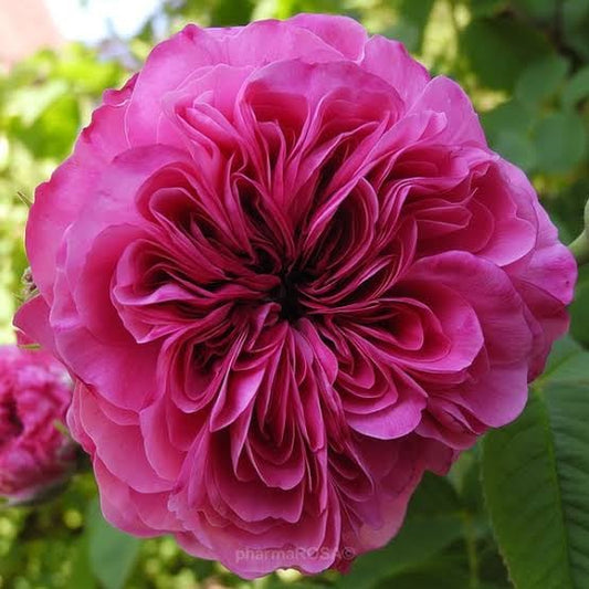 Damask Rose Powder - Rosa damascena flower